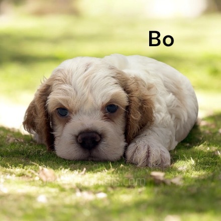 puppy, for, sale, Cocker Spaniel, Joe & Cherri  Overlease, dog, breeder, Miller, MO, dog-breeder, puppy-for-sale, forsale, nearby, find, puppyfind, locator, puppylocator, aca